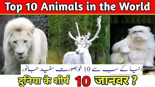 10 most beautiful white animals.Amazing facts about white animals.Geography about white animals urdu