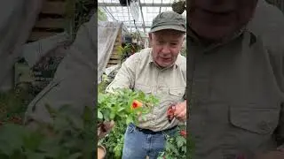 Pot Combo with Abutilon &ldquo;Orange Trumpet &ldquo; @pergolanurseries_garden_corner