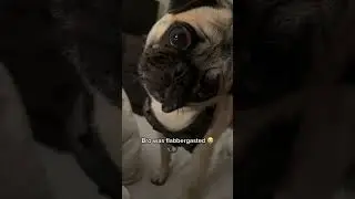 Funniest animals that make us laugh 😆 And funny animals moments #funnypetvideos #cute #cuteanimals