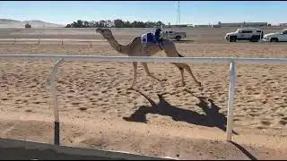 الشوط الثالث | بكار جذاع | سباء | ناصر بن بداح الدوسري | 8:15