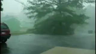 DIE ROTEN R&Uuml;BEN REGENGUSS
