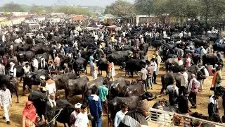 मोहनपुरा का पशु मेला गायों or भैसों का मेला 