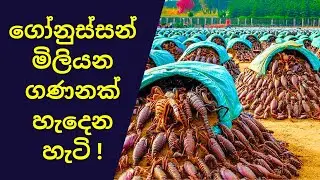 චීන්නු ගොනුස්සන්ගෙන් ඩොලර් මවන හැටි | China's Scorpion Farms EXPOSED