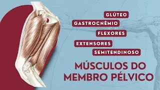 Músculos do Membro Pélvico - Cães | Anatomia Veterinária | Anatomia Animal
