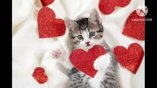 New cat 💕 calction beautiful ✨❤ video ||