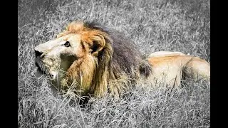 Nairobi National Park Game Drive - BIG5