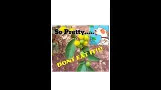 Invasive Two Leaf Terror! but the birdies love it :)
