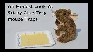 An Honest Look At Sticky Glue Tray Mouse Traps. 