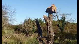 Arbre à chat en extérieur (Hors-série n°12)