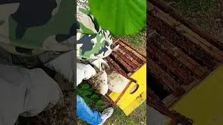 m&eacute;todo para llevar z&aacute;nganos a otro colmenar de abejas