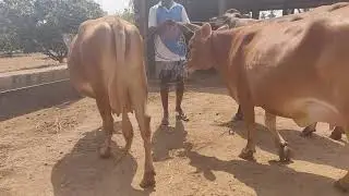 20liters milkcapacity Jersey cow available for sale kerala and Andhra contact : 9345070645
