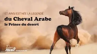 Et ainsi est n&eacute;e la l&eacute;gende du cheval arabe...🐎❤️❤️❤️