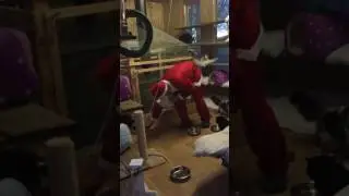 Santa visits the cat house