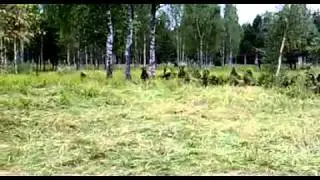 Tarnung ist alles   Tarnung, Video, Milit&auml;r, Krieg, Wald