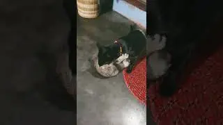 Mother baby cat fighting
