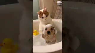 Mother-Mode Activated&mdash;Cat Gently Bathes a Puppy