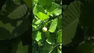 Katmon Tree and the fruits👏🏼👏🏼👏🏼 #KatmonTree #KatmonFruits