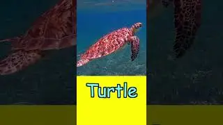 High Speed Flash Card - Ocean Animals; Heguru, Shichida; Right Brain Stimulation Training