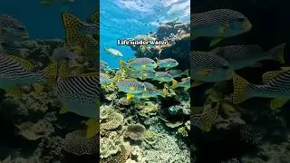 You won&rsquo;t believe what I found on the reef #ocean #divinglife #scubadiving #marinelife #seadiving