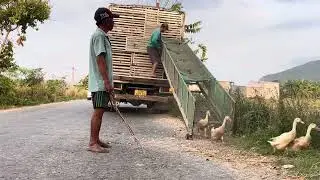 Full Video: Truck Journey on Muddy Roads to Move Bi-Colored Ducks to New Rice Fields in Vietnam