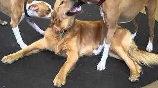 LazyDog CrazyDog - Doggie Daycare and Boarding