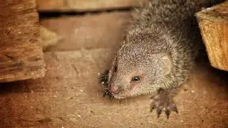 Facts About Mongoose| Interesting Facts