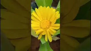 Calendula officinalis (Asteraceae family)#nature #forest #gardening #trending #flower#flowers#garden