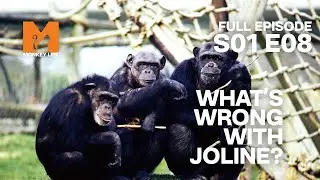 Joline Is Ill | Season 1 Episode 8 | Full Episode | Monkey Life