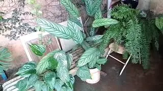 última limpeza do ano no cantinho da samambaias cuidando dos cabelos...