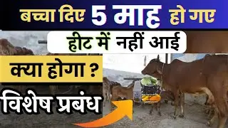 बच्चा देने के 5 माह बाद गाय भैंस को हीट में कैसे लाएं 👉🏻 Cow ko Heat me kaise laye