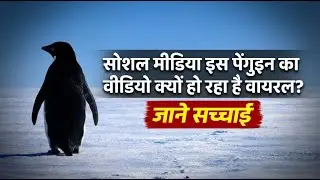 The Real Story Behind the Viral Penguin Video | 2007 Antarctica Documentary Explained