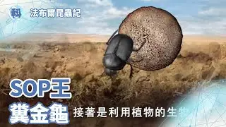 昆蟲界的SOP王－糞金龜【法布爾昆蟲記】_EP02