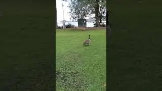 Stalking A Pigeon and The Goose Gang (Aug 16 2024)
