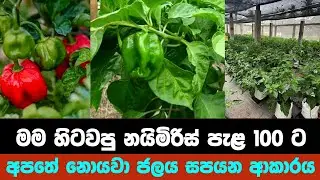 හිටවපු නයි මිරිස් වලට මම වතුර දාන විදිහ #naimiris #farming #agriculture