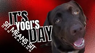 Yogi First Day Training. Watch His Journey Begin!