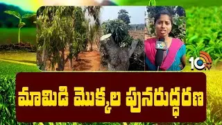 మామిడి మొక్కల పునరుద్ధరణ | Rejuvenation Technique in Mango | Matti Manishi | 10TV Agri