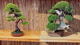 Bonsai preview Sharimiki style