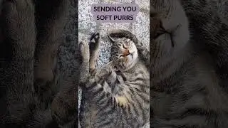This Cat&rsquo;s Purr Could Cure Stress 😻 | The Internet&rsquo;s Most Soothing Sound