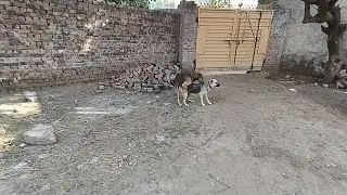Male and Female Dogs Playing Together | Fun Dog Moment