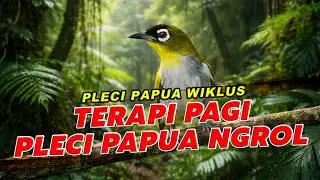 Terapi Pagi Pleci Papua Wiklus – Full Ngerol