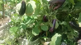 How to preserve Eggplants in Semi Arid Areas and provide food Security.