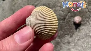 Como dibujar conchitas de mar/ Paseo en la playa