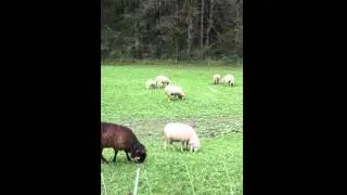 Time Lapse Sheep