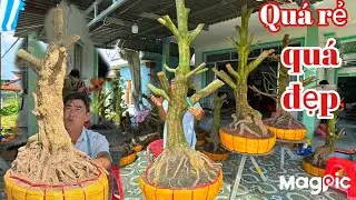 A Dũng ✌️0964009759 Gl mai xù giá rẻ ,bonsai lùn lực tại ĐT