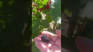 Oregon Marionberry. My favorite time of year #familyfarm #garden #farm  #marionberry #blackberry
