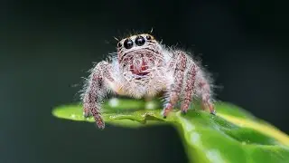 Random Facts Spiders Edition-Unveiling the Wonders of Spiders-From Silk Secrets to Venomous Ventures