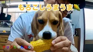 大好きなとうもろこしを食べるビーグル犬　Beagle dog eating her favorite corn