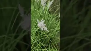 landscaping ideas with fake plants Pots with grasses #artificialgreenery #artificialgrass