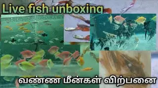 💢💥என்னிடம் விற்பனைக்கு உள்ள மீன்கள் 🐬🐠/ live fish unboxing #fish #aquarium small business