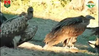 World Vulture Day in Kaziranga
